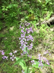 Iodanthus pinnatifidus