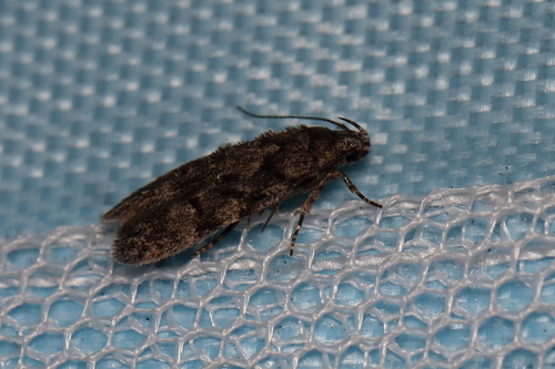 Xenolechia ontariensis photo 2