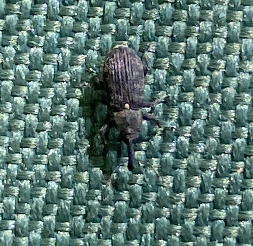 Magdalis olyra