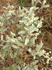 Croton californicus