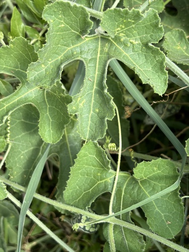 Kedrostis leloja