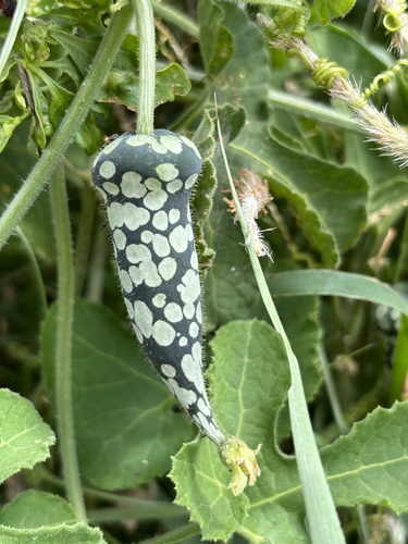 Kedrostis leloja