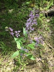 Iodanthus pinnatifidus