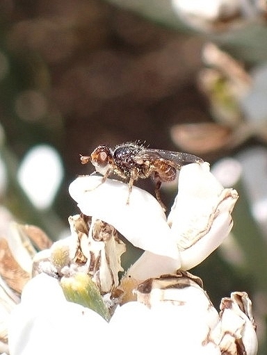 Myopa mixta