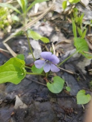 Viola rostrata