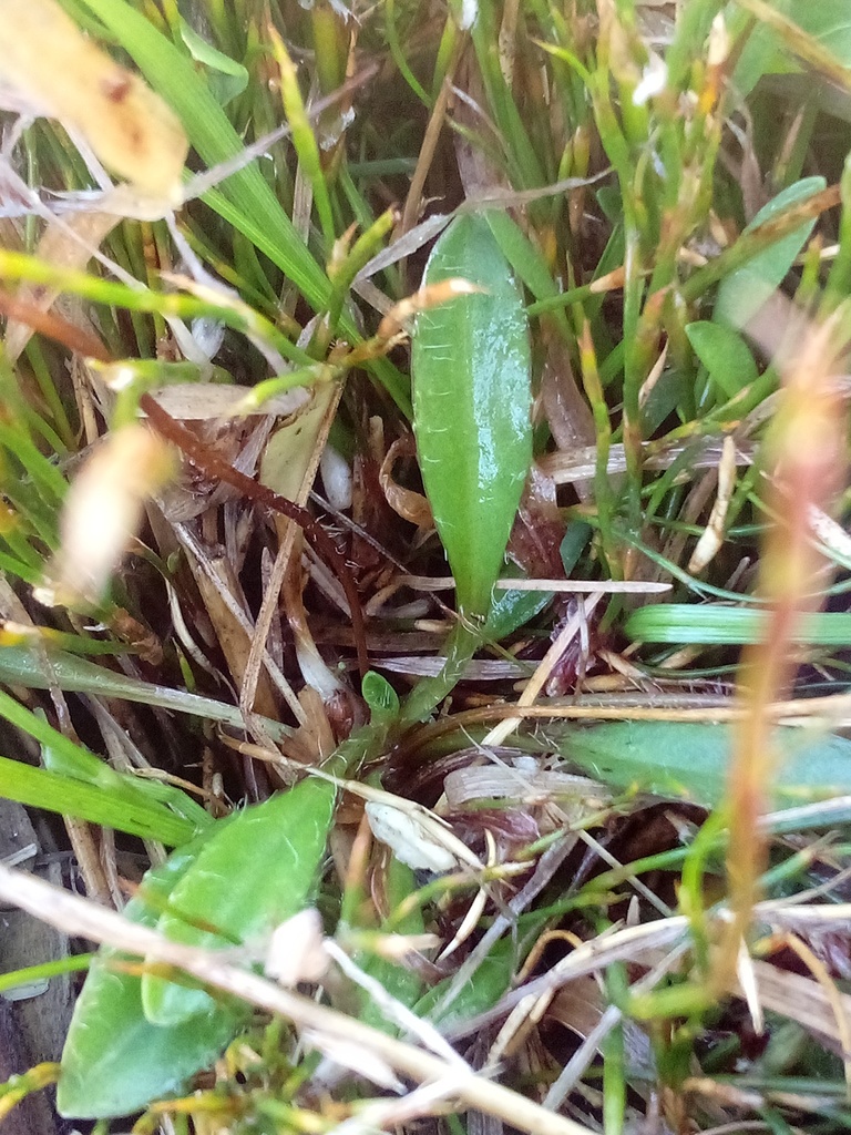 plantains from Tasman District, Tasman, New Zealand on February 11