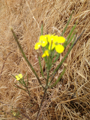 Erysimum capitatum angustatum