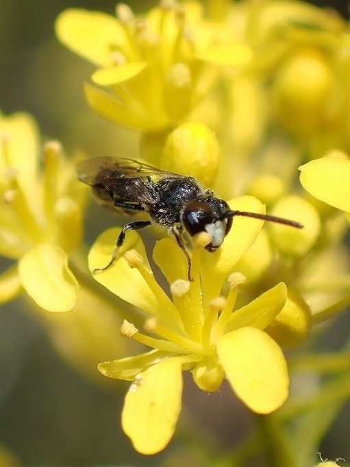 Hylaeus canariensis