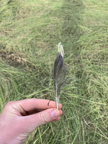 Plume de Goéland brun