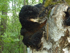 Inonotus obliquus sterilis