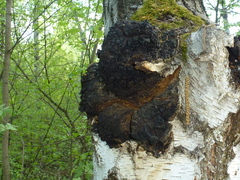 Inonotus obliquus sterilis