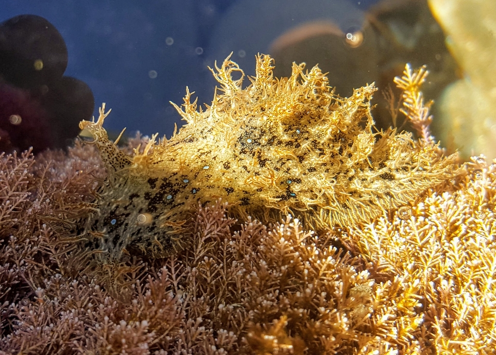 Blue-spotted sea hare