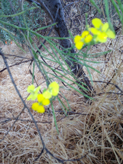 Erysimum capitatum angustatum
