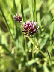 Trifolium wormskioldii