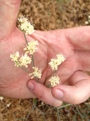 Eriogonum nudum auriculatum