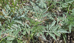 Ambrosia grayi