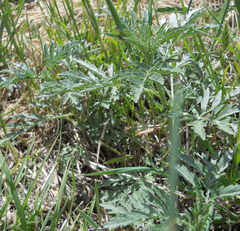 Ambrosia grayi