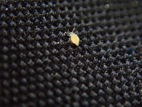 Bourletiellidae