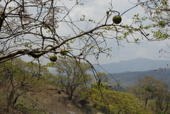 Strychnos cocculoides