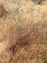 Eriogonum nudum auriculatum