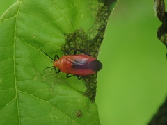 Tropidosteptes cardinalis