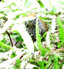 Pheugopedius maculipectus