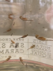 Eubranchipus vernalis