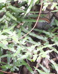 Pheugopedius maculipectus