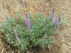 Lupinus albifrons collinus