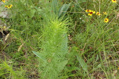 Eupatorium compositifolium