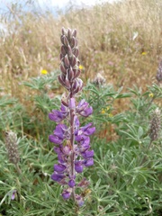 Lupinus albifrons collinus