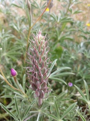 Lupinus albifrons collinus