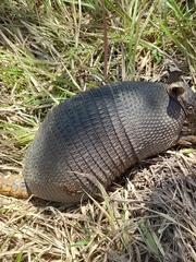 Llanos Long-Nosed Armadillo photo 3