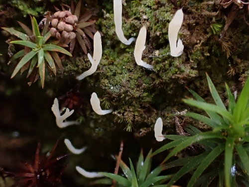 Multiclavula coronilla