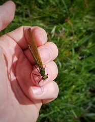 Calopteryx splendens