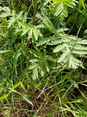 Calopteryx splendens