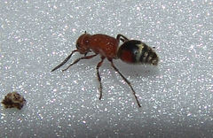 Timulla ferrugata