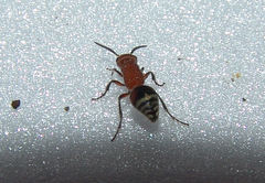 Timulla ferrugata