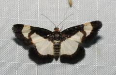 Heliomata cycladata
