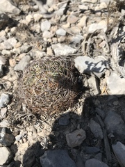 Coryphantha delicata