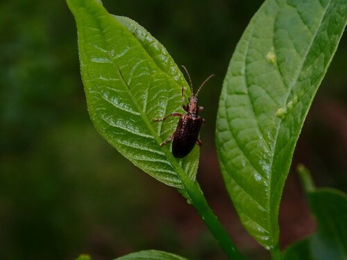 Shoemaker's Reed Beetle photo 4
