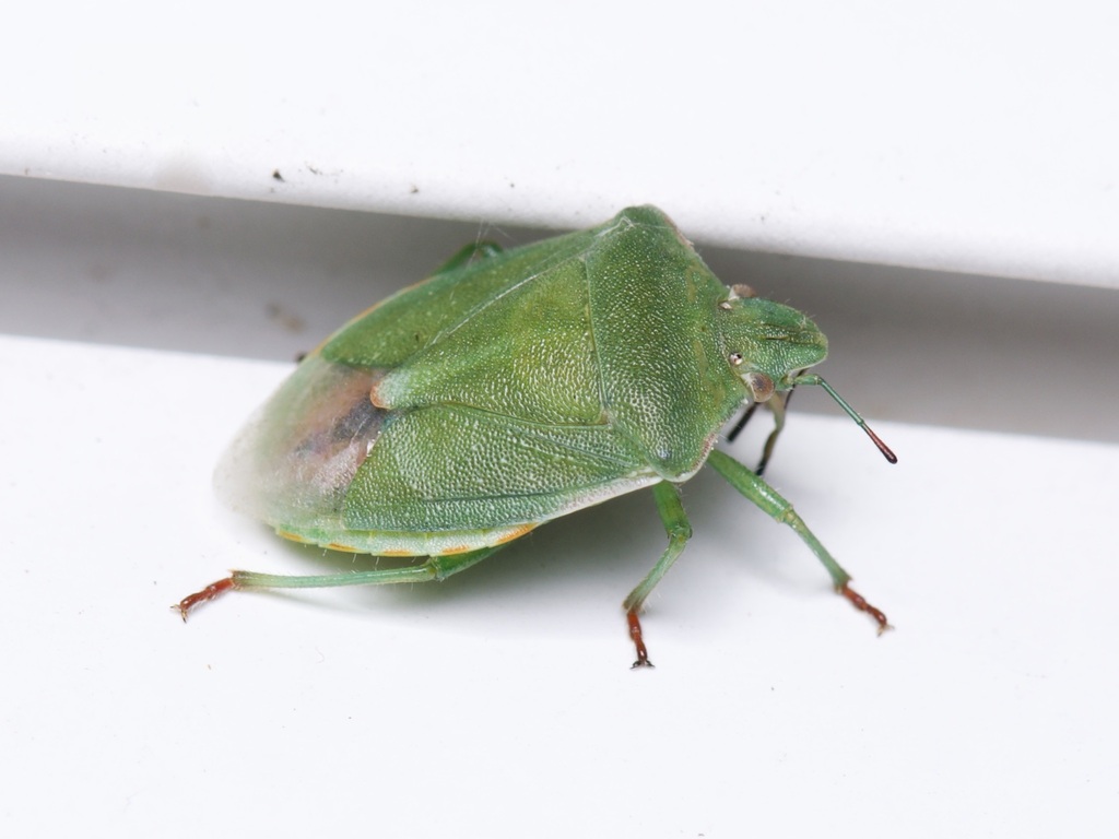 Red-shouldered Stink Bug from Lake Darby Estates, Lake Darby, OH 43119 ...