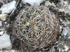 Coryphantha delicata