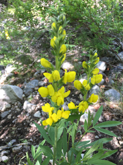Thermopsis