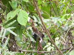 Pheugopedius maculipectus