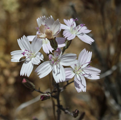 Stephanomeria exigua exigua