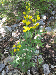 Thermopsis