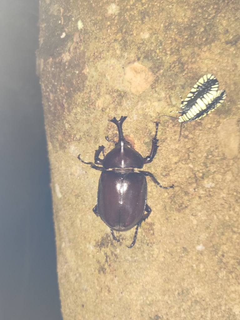 Japanese Rhinoceros Beetle from 903台灣屏東縣瑪家鄉MMCW+2C on May 23, 2024 at ...