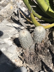 Mammillaria pottsii