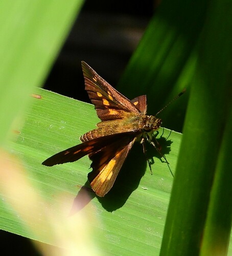 Broad-winged Skipper photo 6